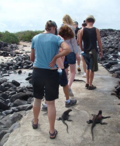 galapagos marine iguanas