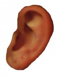 Ear