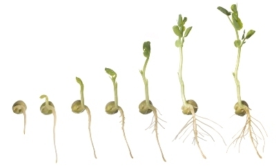 seed growth