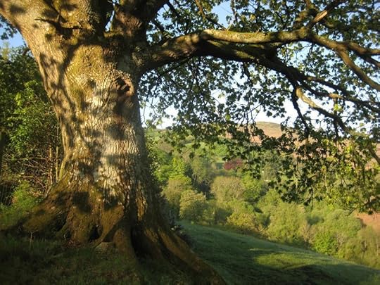 Tree and hill