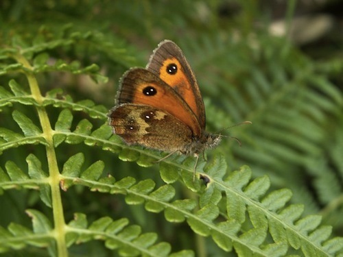 Gatekeeper butterfly