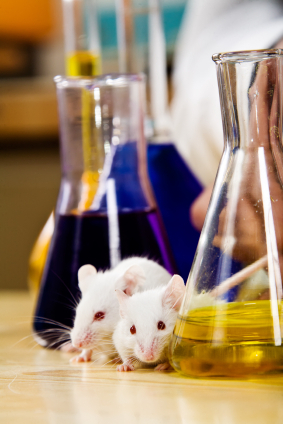 Experiment lab mice