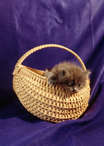 Basket kitten