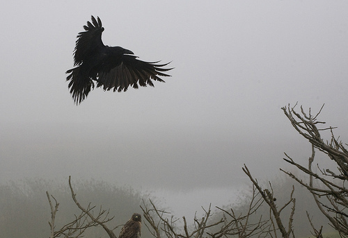 crow and hawk