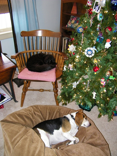 198/365/928 (December 26, 2010) - Peaceable Kingdom at Christmas