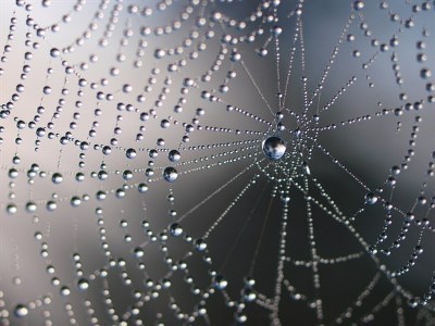 spider web network