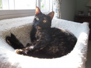 cat_on_window_perch