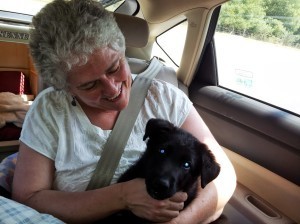 Bicolor German Shepherd Dog puppy in woman's lap in car