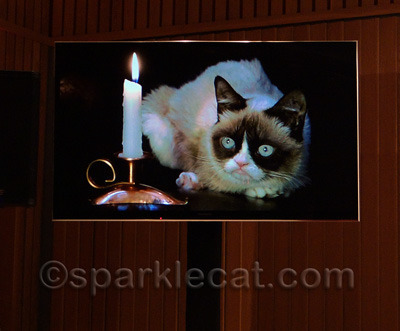 Grumpy Cat is ready for her close up!