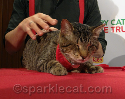 Oskar and Grumpy Cat were the most professional kitties in the bunch