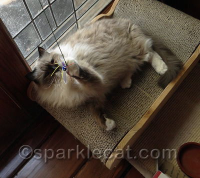 She loves ALL the Neko Flies she has played with!