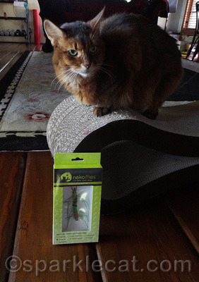 Who ever wins this will be a very lucky kitty!