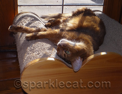 This house is only big enough for ONE cute kitty!