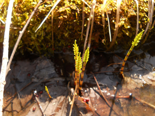 horsetails