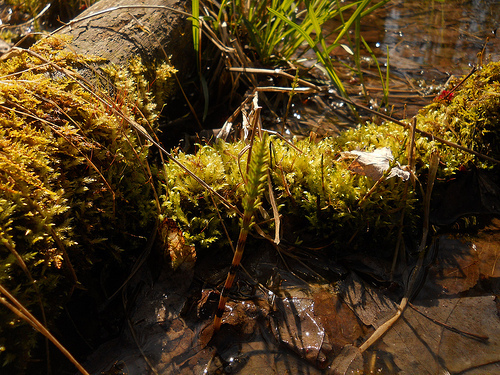 horsetails
