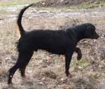 Springset Kennel Gordon Setter