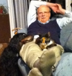 Cats and dogs getting along