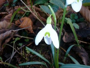 800px-Galanthus_caucasicus_from_Rize_DSC06951