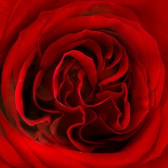 Rose center curves © Harold Davis