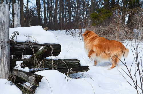 Dog in the snowy woods