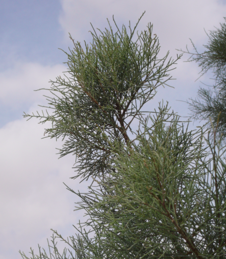 Screen Shot 2013-12-12 at 8.47.27 PM