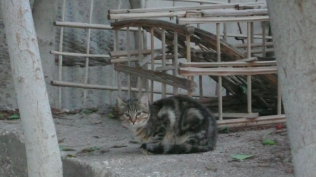 Screen Shot 2013-12-12 at 8.14.54 AM