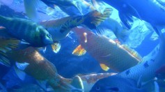 A swarm of fish