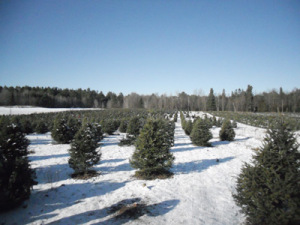 trees