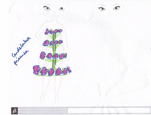primula sketch