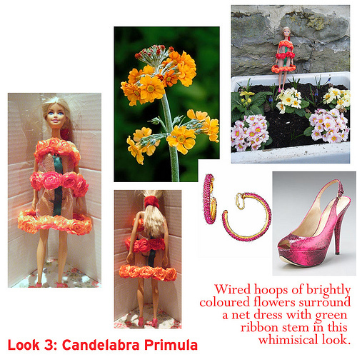 primula