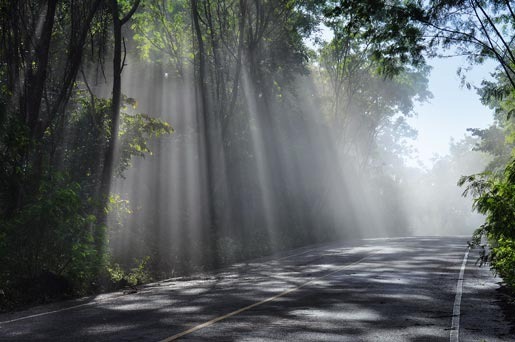 Rays of sunshine shine down through dense trees on either side of a shadow speckled road