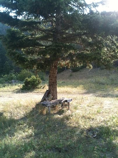 A green field with a lone tree. Under the tree is a wooden bench. Sunshine surrounds the tree, but the bench is shaded.