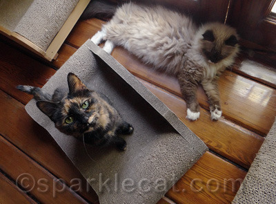 She'd be there, even if another cat was already sleeping on it.