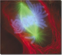 Mitosis-fluorescent