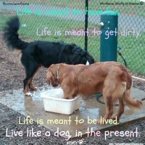 liveIMG00186 20100802 1105 290x290 Woofisms: Woofs of Wisdom© funny dog blog