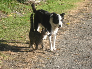 Floss, a vet's dream (broken leg, infected foot, devoured a chocolate cake, spayed) being smooched by Cheetah, a budget cat so far, neutered with a quick snip and fingers crossed that he'll keep well and safe.