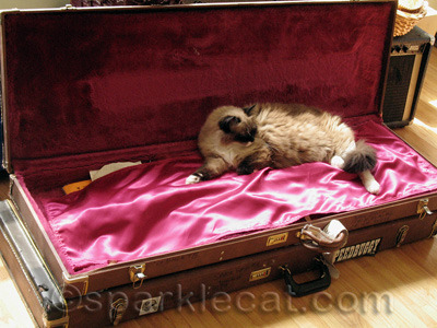 Actually they make pretty awesome cat beds!