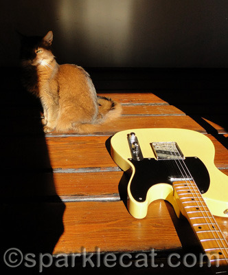 What a waste of a good sun puddle