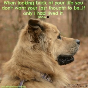 lookingback DSC0457 290x290 Woofisms: Woofs of Wisdom© funny dog blog