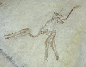 A pterodactyl skeleton. Photo by Liné1