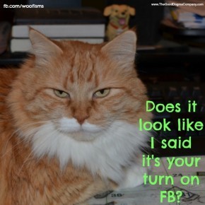 catDSC 0003 001 290x290 Friday Funny funny dog blog