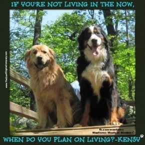 livingnowatlanta12 045 290x290 Woofisms: Woofs of Wisdom© funny dog blog