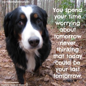 tomorrow 290x290 Woofisms: Woofs of Wisdom© funny dog blog