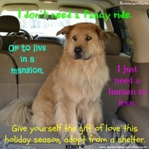 DSC0132 290x290 Woofisms: Woofs of Wisdom© funny dog blog