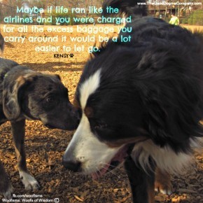 baggageIMG 4990 290x290 Woofisms: Woofs of Wisdom© funny dog blog