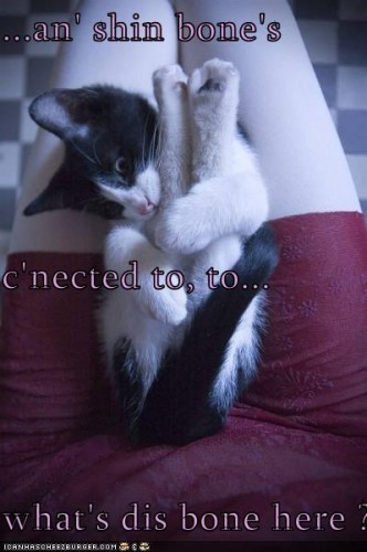 funny-pictures-cat-asks-what-bone-his-tail-is