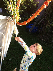 Lulav