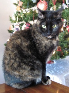 holiday_memories_cat
