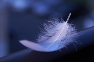 feather