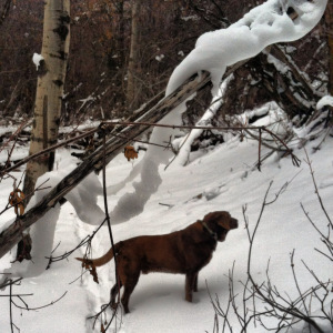 Gunner hunts the snowy cover. 